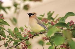 Cedar Waxwing in berry bush