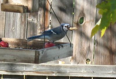Blue Jay 2