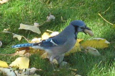Blue Jay 1