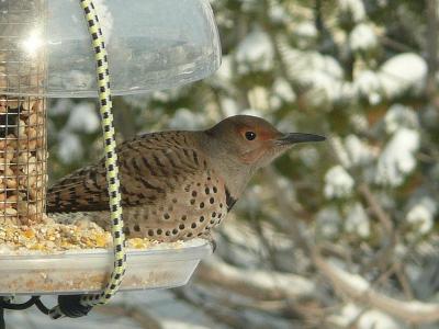 Flicker on peanut feeder