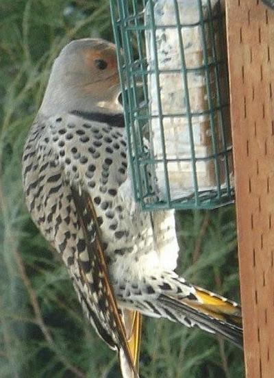 Flicker on suet