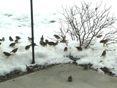 Sparrow Flock