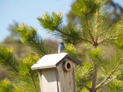 Maas #2 Bluebird