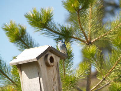 Maas #3 Bluebird