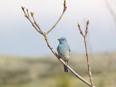 Maas #4 Bluebird