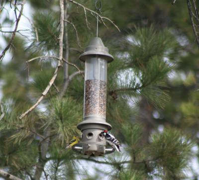 Haigh Eliminator Feeder