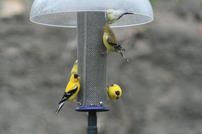 Haigh Goldfinch 1