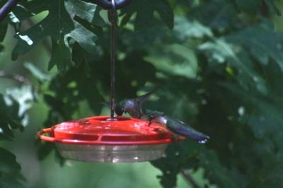 Haigh Black-chinned Hummer 1