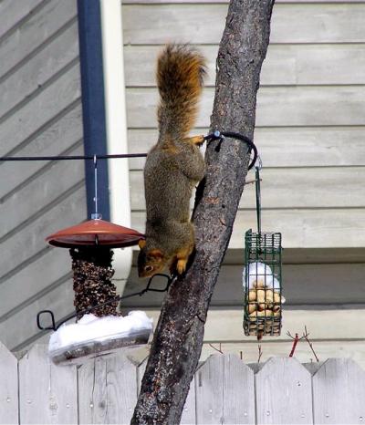 Fox Squirrel on cylinder feeder
