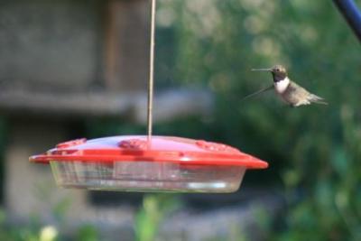 Haigh Black-chinned Hummer 2