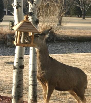 R Beck Deer 1