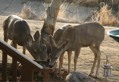 R Beck Deer 2