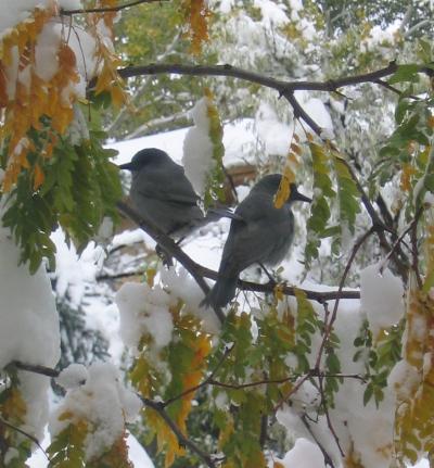 Starr Pinyon Jays 1