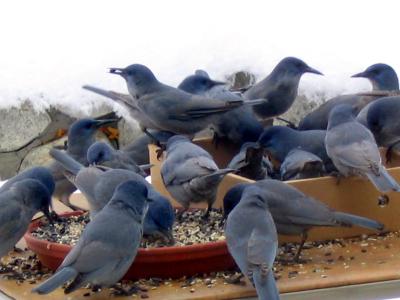 Starr Pinyon Jays 2