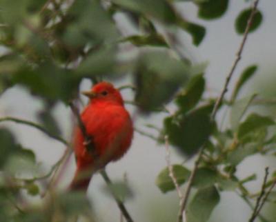 Terri Western Tanager