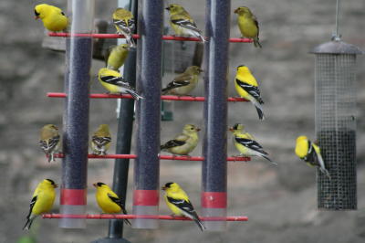 Haigh Goldfinch 2