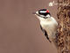 Downy Woodpecker 