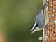 Red-breasted Nuthatch 