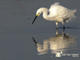 Snowy Egret 
