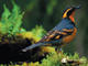 Varied Thrush 