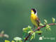 Common Yellowthroat 