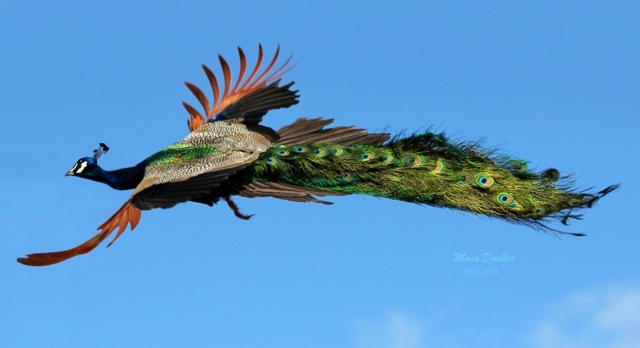 peacock in flight