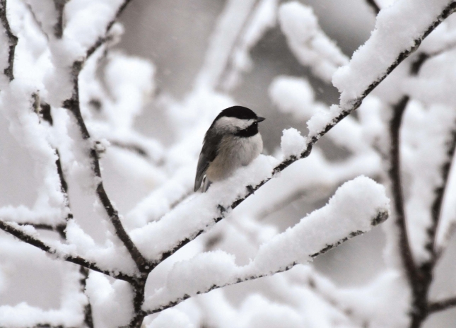 Chickadee snow bush2