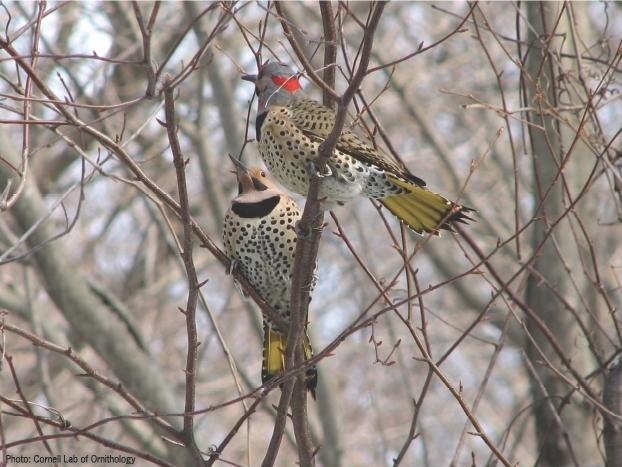 Flicker Pair in Tree