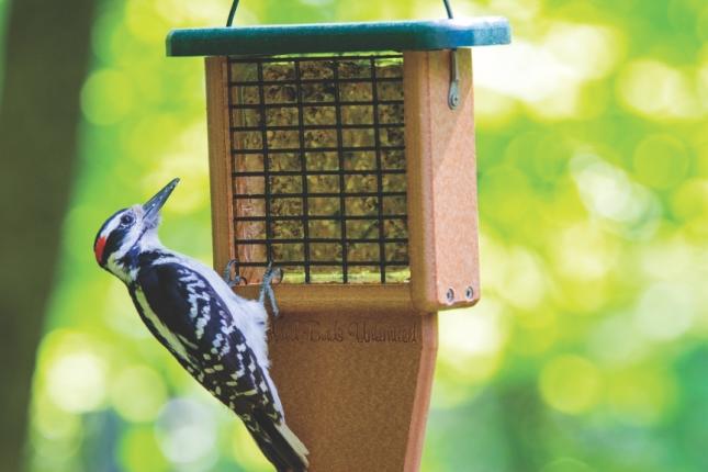 Hairy Woodpecker