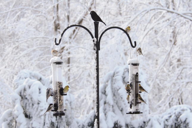 Winter Chickadee Goldfinch