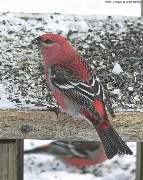 Grosbeak, Pine