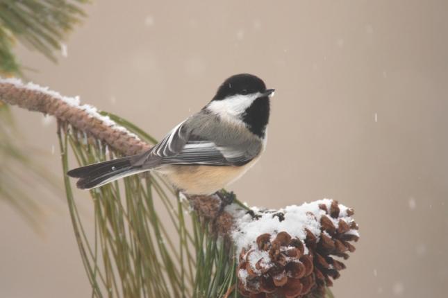 Chickadee Winter