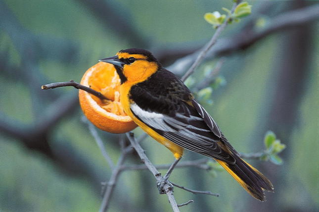 Bullocks Oriole
