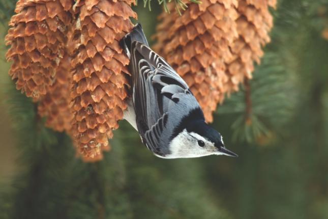 Nuthatch